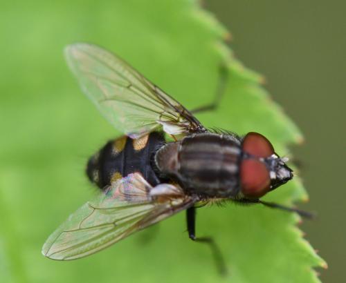 Stomorhina lunata